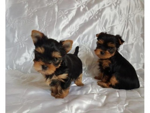 Zdrav� a o�kovan� york��rsk� teri�r.