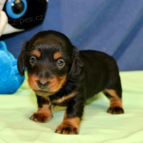 �t��ata jezev��ka.