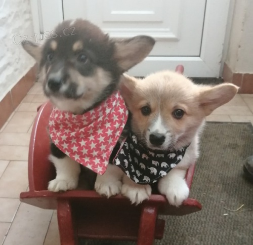 Kr�sn� vel�sk� Pembrokeshire Corgi