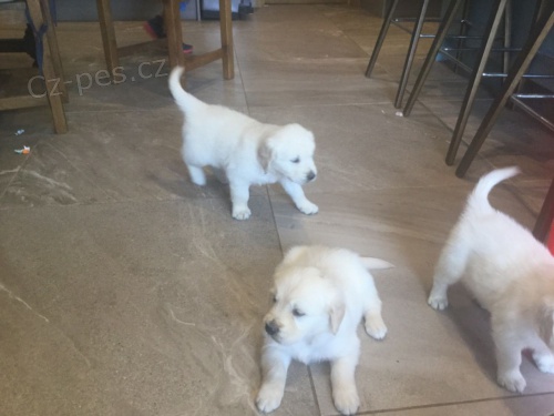 K dispozici jsou �t��ata zlat�ho retr�vra samce a samice