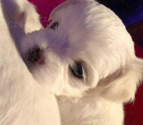 malt�zsk� �t��ata