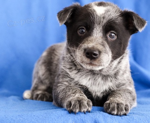 Australsk�ho hon�ck�ho psa