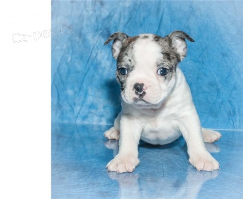 Francouzsk� buldo�ek �t��ata&&