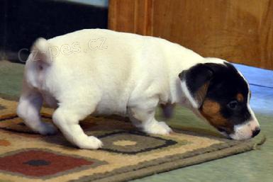 Jack Russell �t��ata