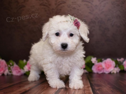 bi�onek �t��ata jsou nyn� k prodeji 