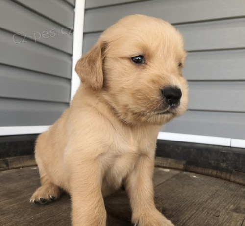 Z�skejte kr�sn� �t�n� zlat�ho retr�vra pro svou rodinu. 