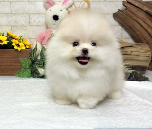 Pomeranian �T��ATA na prodej. 