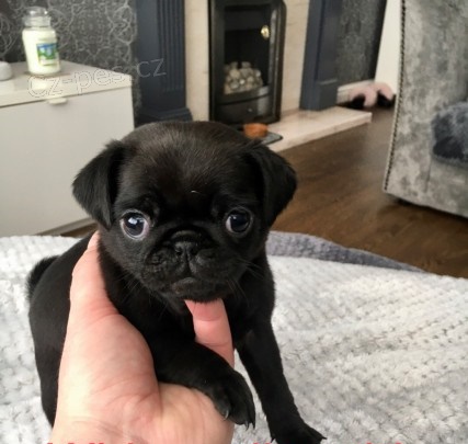 Kr�sn� �t���tka mops� na prodej. 