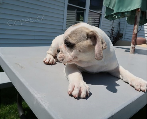 Alapaha modr� buldok