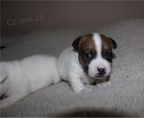Jack Russell �t��ata