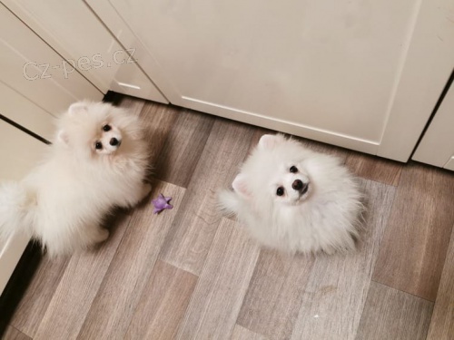 Pomeranian - �pic  s PP FCI
