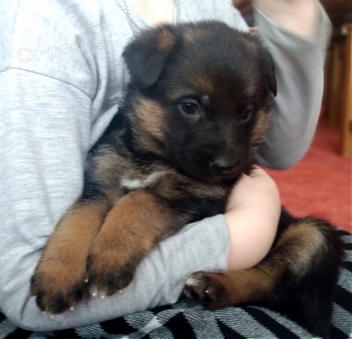 �t��ata n�meck�ho ov��ka s PP