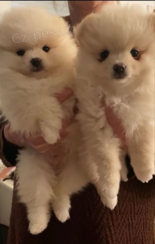 Pomenianra �t��ata