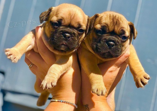 roztomil� francouzsk� buldok