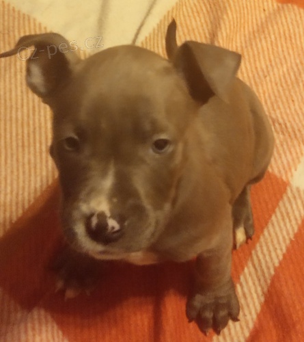 Americk� staford bez PP