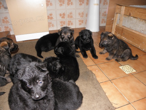 N�meck� ov��k-�t��ata