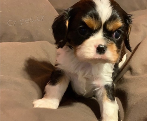 M�me vrh 6 kr�sn�ch �t���tek, 3 holky, 3 kluci.