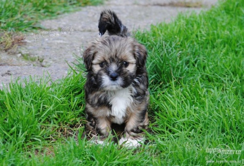 Koupim �t���tko