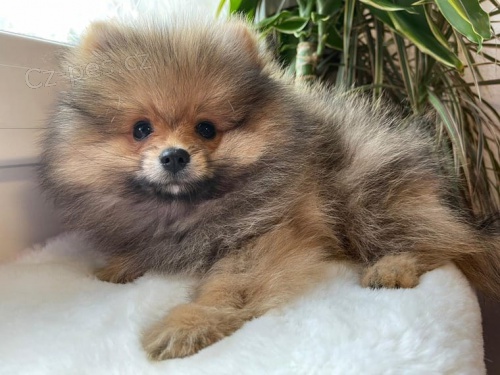 �istokrevn� �pic pomeranian