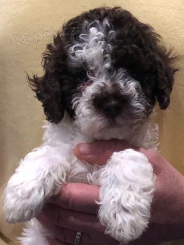 tata Lagotto Romagnolo