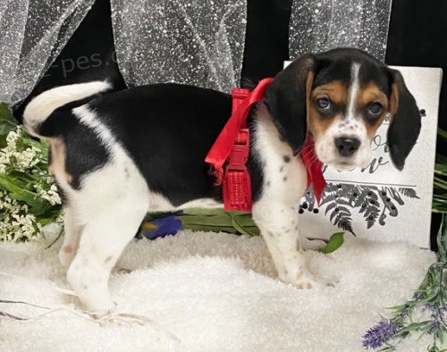 Kr�sn� �t��ata t��barevn�ho b�gla na prodej.