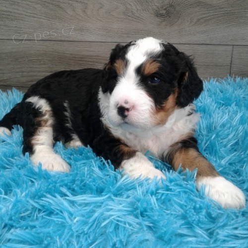 rozko�n� �t���tka Bernedoodle jsou nyn� k prodeji. 