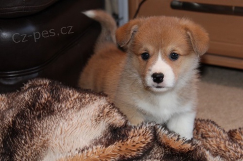 tata Pembroke Welsh Corgi''