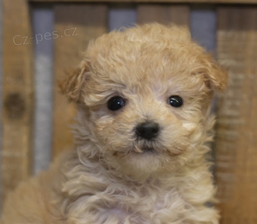 N�dhern� a skvostn� �t��ata trpasli��ch pudl� k prodeji.