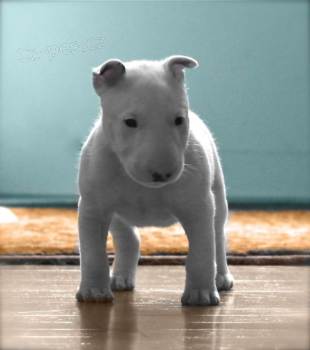 Kr�sn� �t��ata anglick�ho bulteri�ra na prodej.