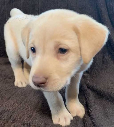 ��asn� zdrav� �t���tka labradorsk�ho retr�vra na prodej.