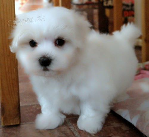 roztomil� miniaturn� maltsk� �t���tka k prodeji.