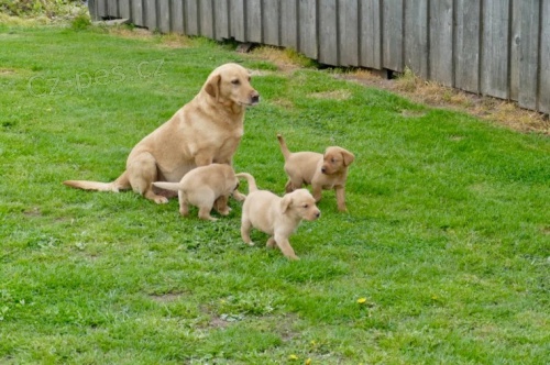 Kr�sn� �t��ata labradorsk�ho retr�vra na prodej.