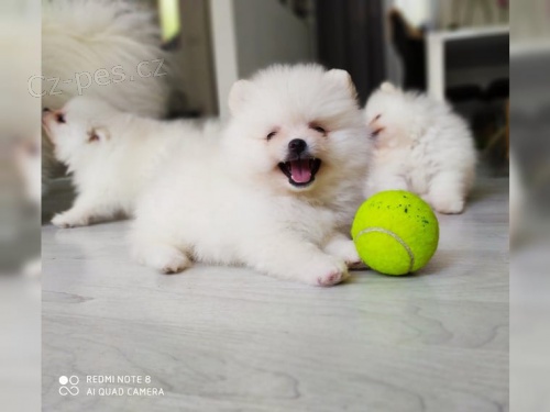 N�meck� �pic/Pom 