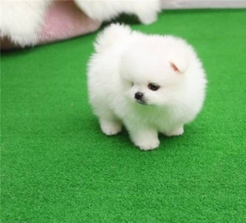 b�l� �ena pomeranian