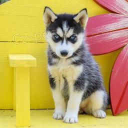 sibi�sk� husky