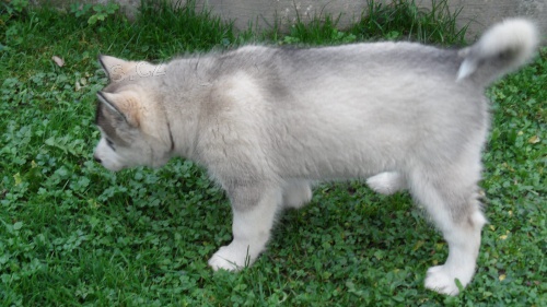 Aljask dti Malamute jsou k dispozici co nejdve