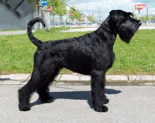 Kn�ra� velk� �ern� - �t�n.s PP