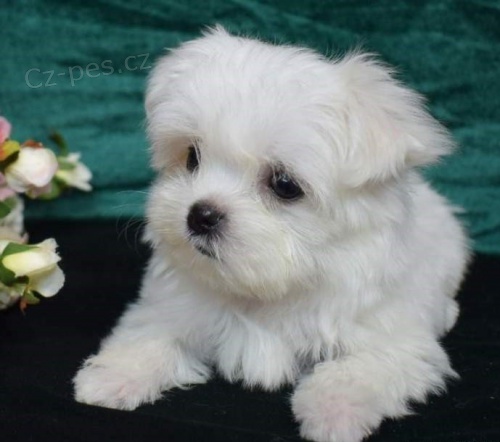 malt�tina malt�tina