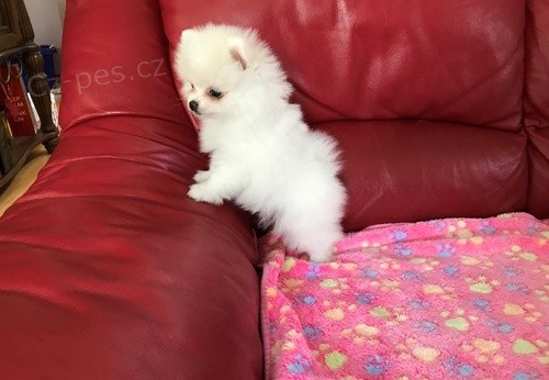 Mini pomeranian bez PP