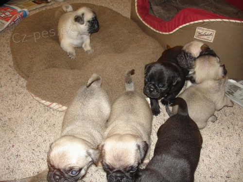 Venta de cachorros de pura raza Pug