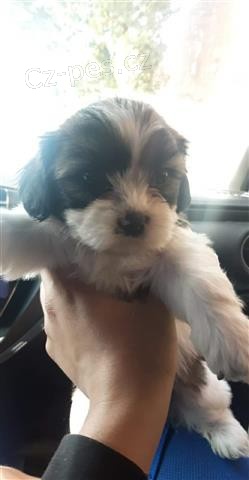 krsn tata shih tzu