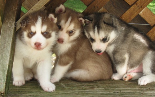 sibi�sk� husky