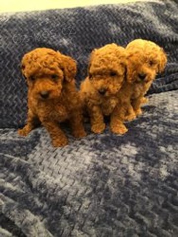 �t���tka pudl�