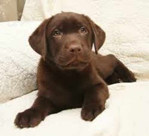 Labradorsk� �t��ata 