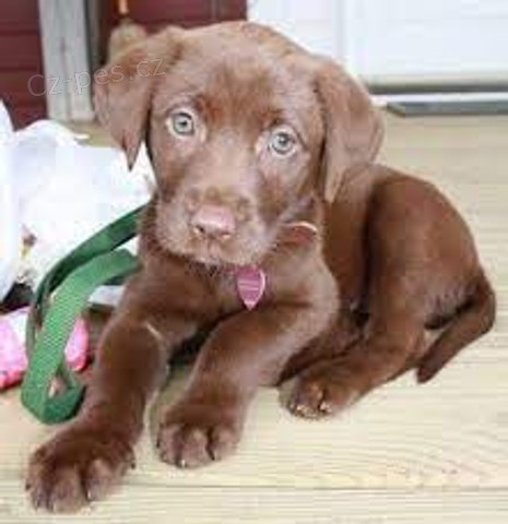 labradorsk�ho retr�vra