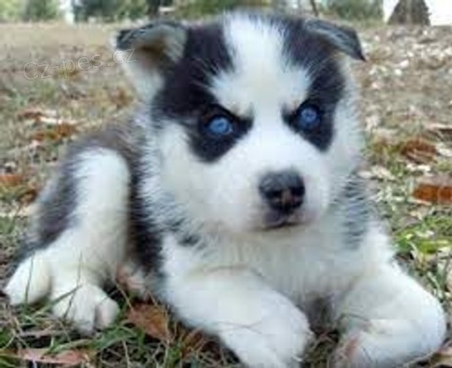 sibi�sk� husky