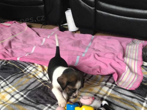 Beagle �t��ata.