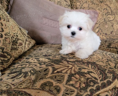 malt�zsk� �t��ata