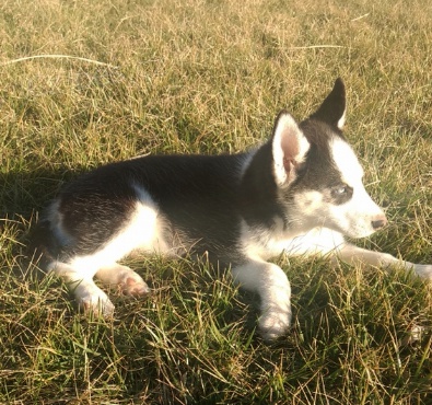 Zdrav tata sibiskho husky k adopci.