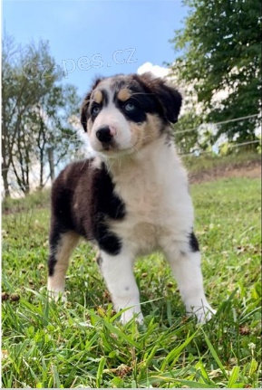 �t��ata australsk�ch ov��k� jsou p�ipravena na nov� domovy.